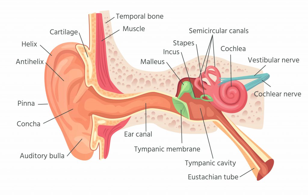 Hearing and Hearing Loss