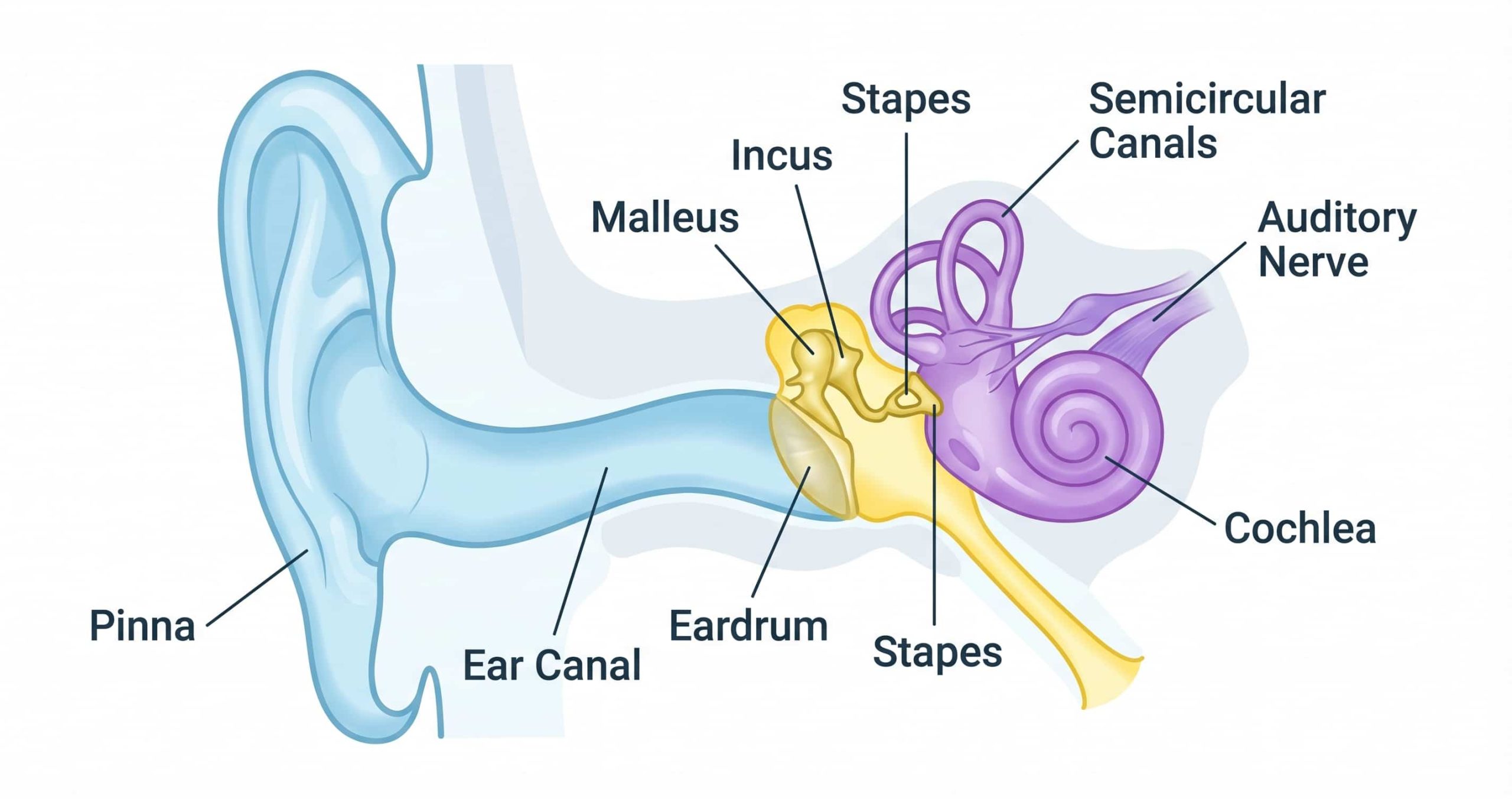 How Your Ear Works: Understanding the Hearing System